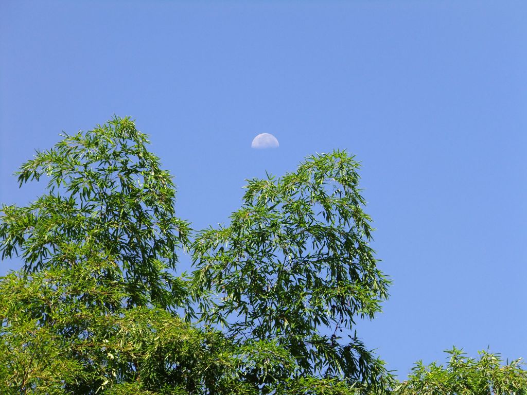 溪頭_204593