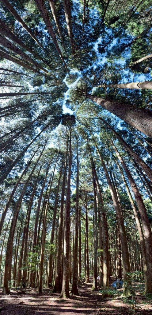🌈11/9(日)高島縱走~高台山連走島田山山徑✨FB：熊熊趴爬走🌈_2932491