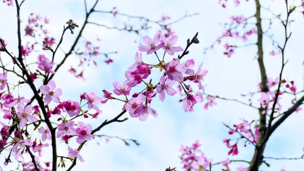 《西江月。竹子湖春》封面圖