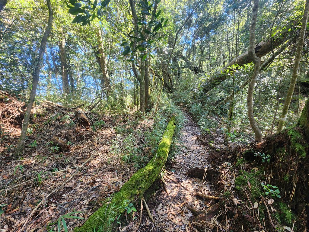 20250216水社大山潭南線_2746123