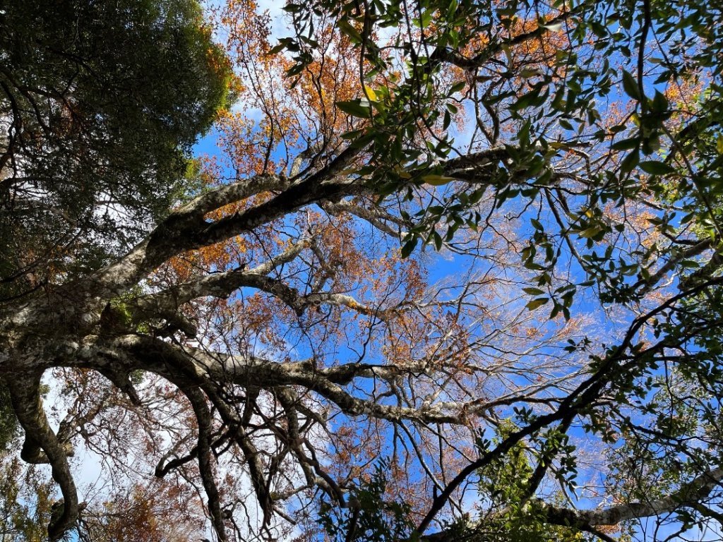 20221112_北得拉曼山_2762263