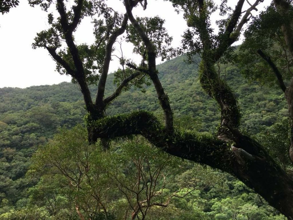 雙流國家森林公園_303730