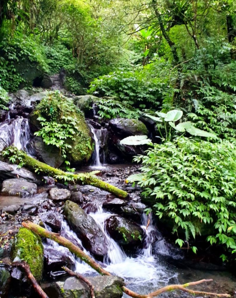 【中級山】宜蘭抹茶山（三角崙山），聖母登山步道，五峰旗瀑布_2741057
