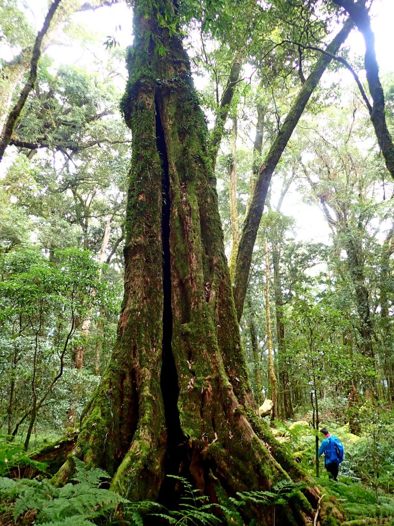 南橫登新望嶺山 2019/01/27_513085