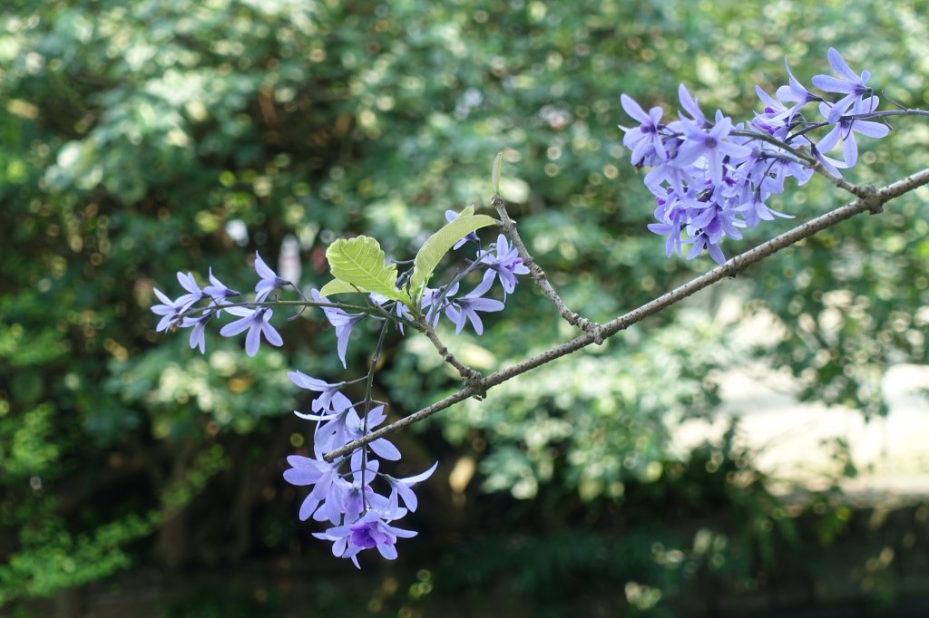 臺北植物園．孫運璿紀念館_1300803