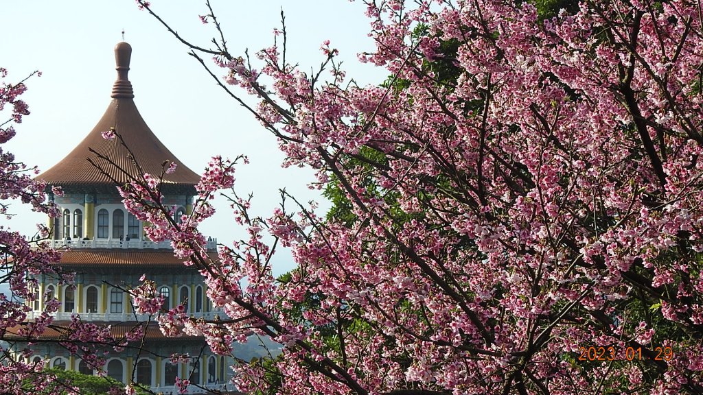 2023第一櫻 - 天元宮後山寒櫻(三色櫻)，櫻花與月亮_2010488