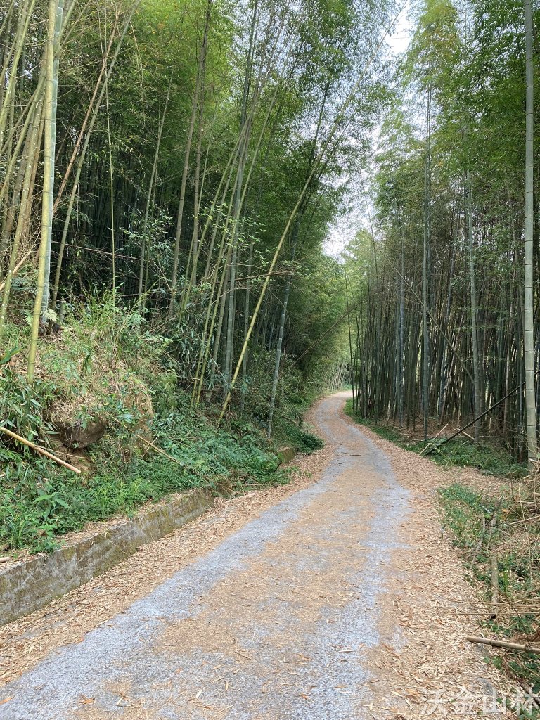 2024-03-31 頂石棹步道群_2470219