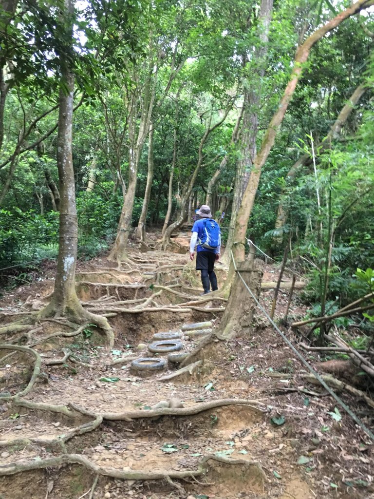 飛鳳山石壁潭山樹根土徑練腳力的好地方_663967