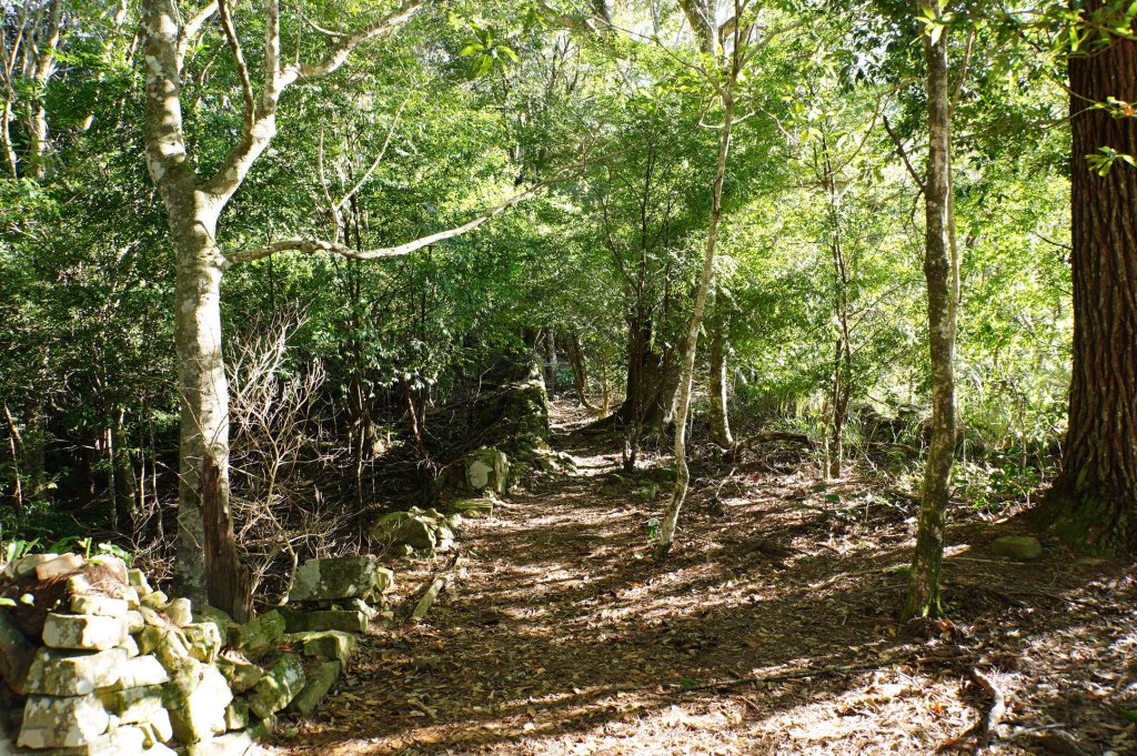 新竹 尖石 芝生毛臺山、虎禮山_2903149