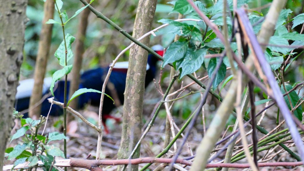 這裡怎麼有兔子還有藍腹鷴?_2663336
