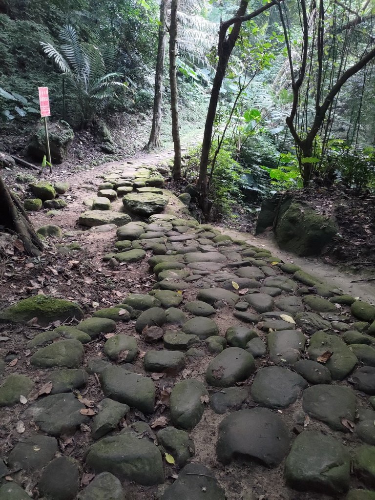 【新竹縣峨嵋鄉】藤坪步道_2833243