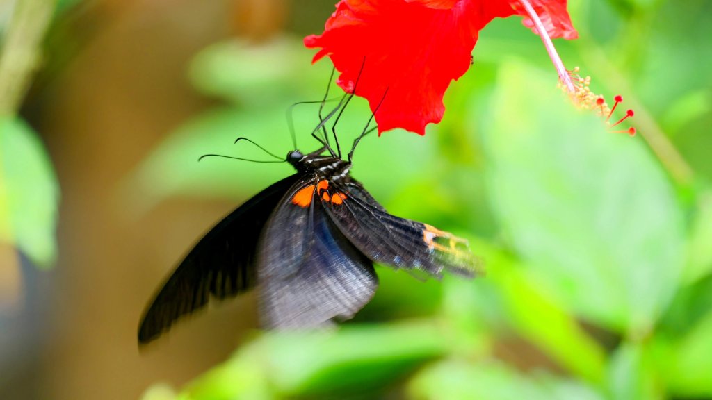 大尖山步道封面圖