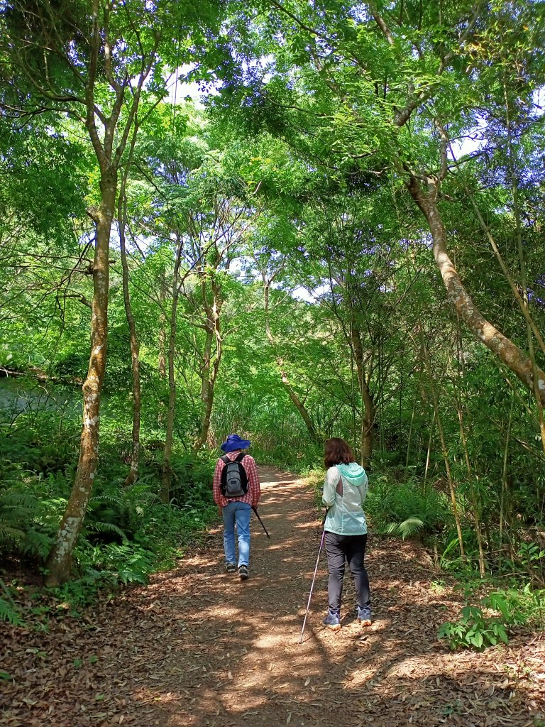 【苗栗-臺灣百大必訪步道】泰雅族抗日的馬那邦山登山步道_1347676