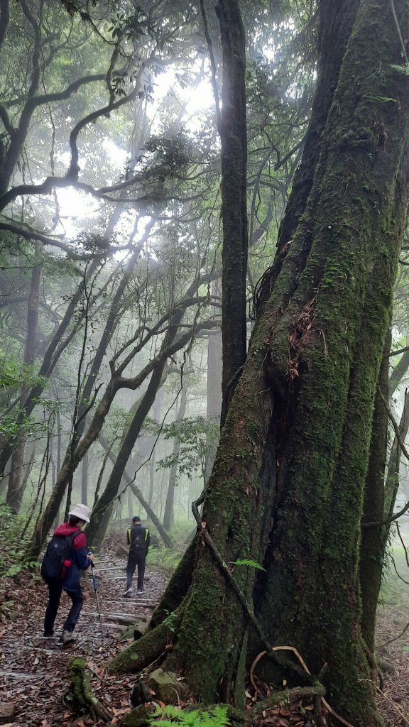《台中》迷霧巨木為伴｜走訪大雪山船型山20210904_1454248