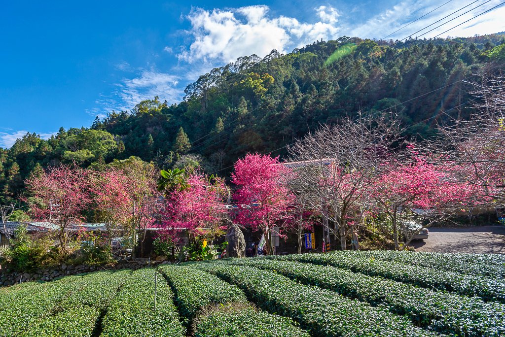 2023-02-03 信義鄉草坪頭李花盛開_2019660