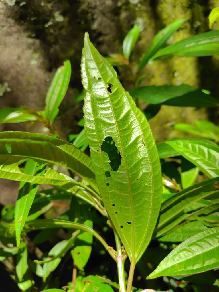 沙里仙林道、沙里仙溪、同富山/埔沙山、東埔山、阿毛巨木_2812525