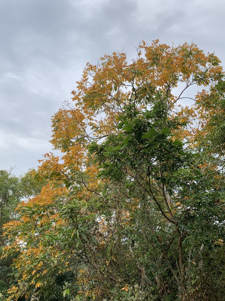 20260117台南阿拉溪斜瀑群縱走糖子恩山-水山頂山_2985229