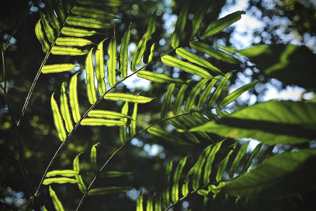 尖石鄉：那結山、貴妃山_1080938