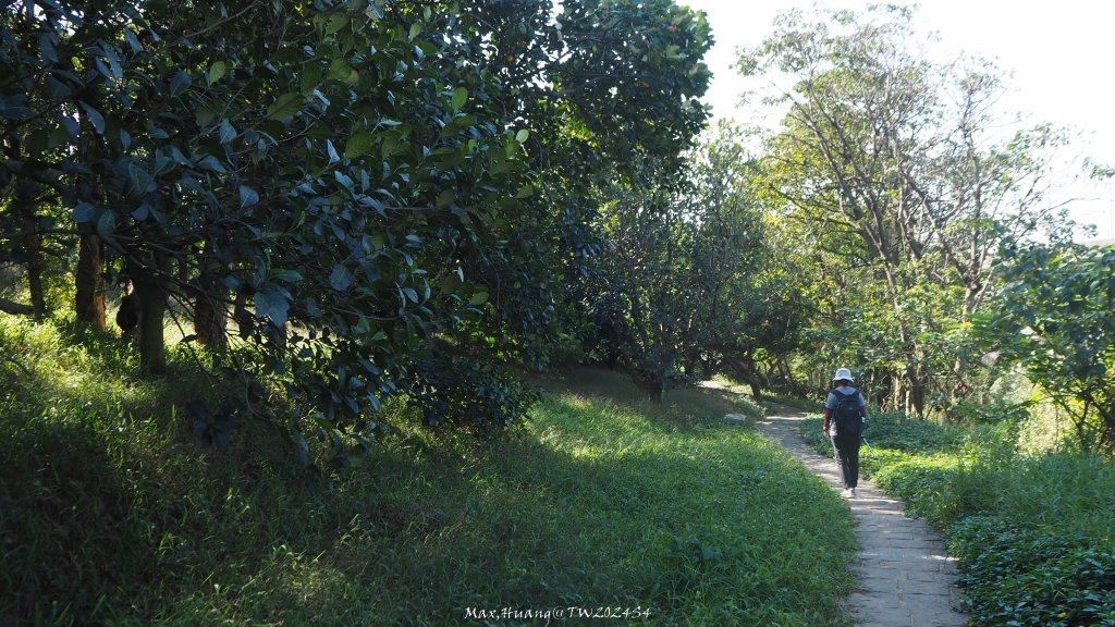 《新竹》湖口老街｜金獅古道O繞茶香及仁和步道20241206_2663776