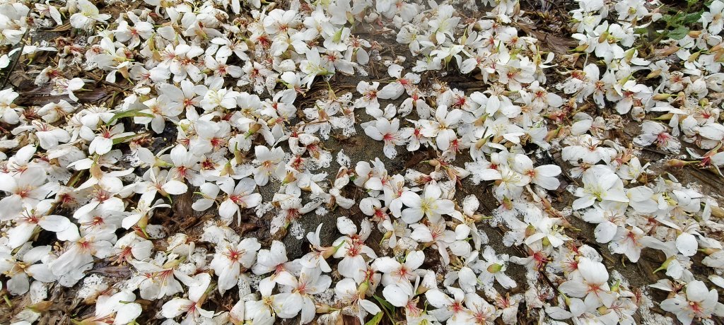 2025/04/25_苗栗鐘樓古道封面圖