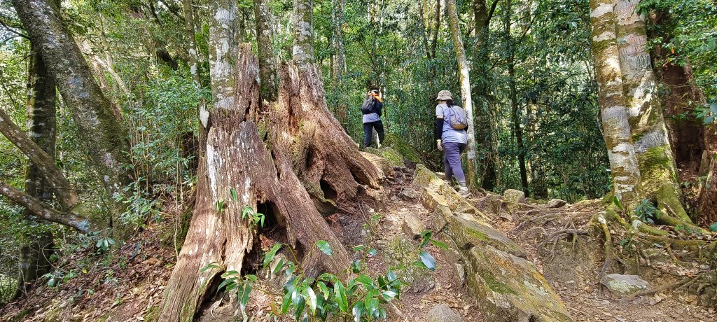 2026/02/18-屋我尾山步道（大雪山林道來回）封面圖