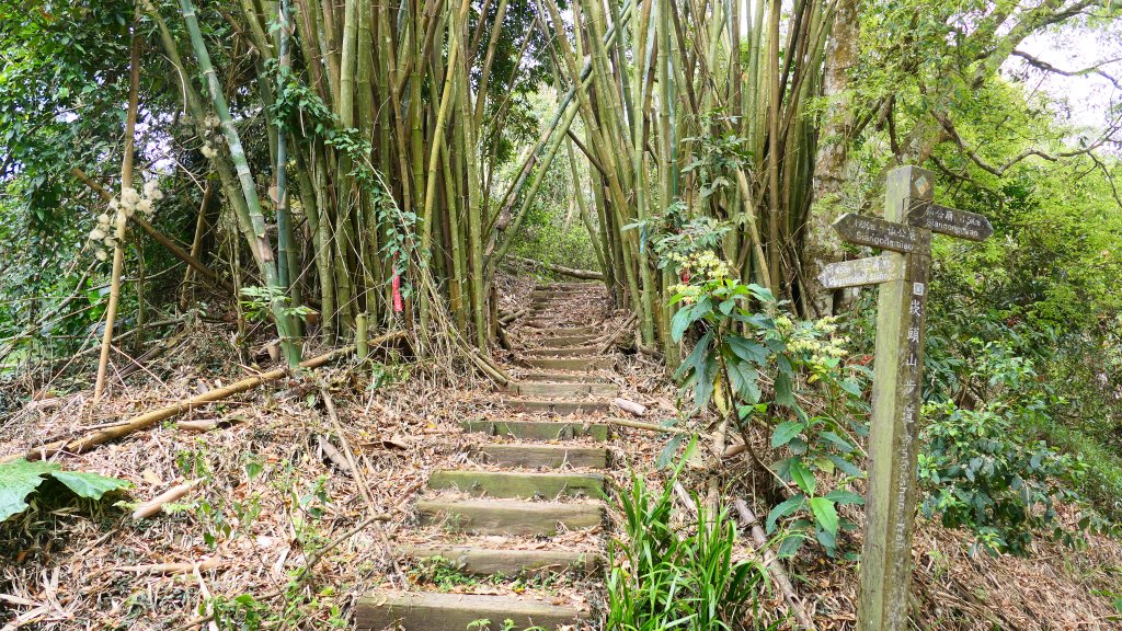 《臨江仙。木棉春色》_2735210