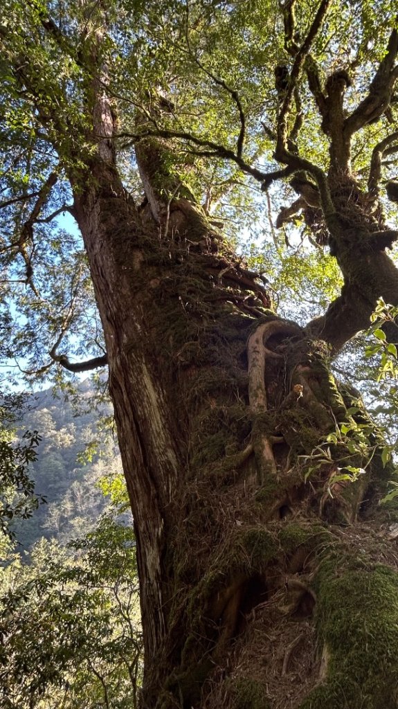 大同加羅湖穆魯洛亞滬庫霞四季警備道_2748271