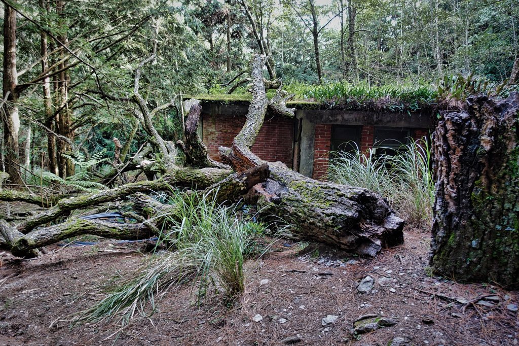 桃山&武陵農場_631894