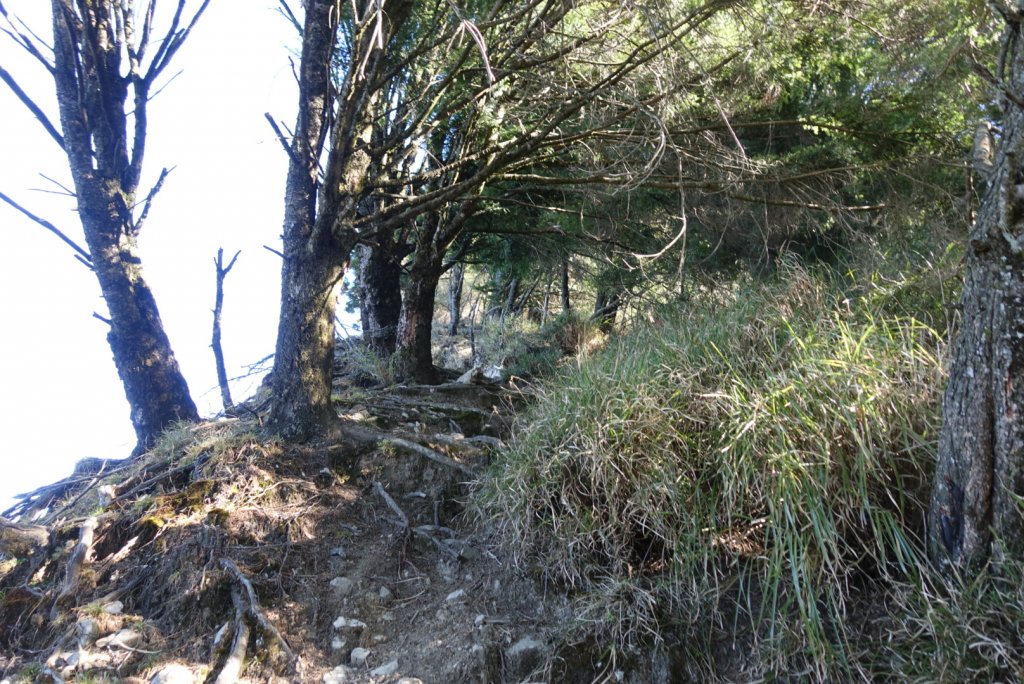 小關山林道上斯拉巴庫山_1285147