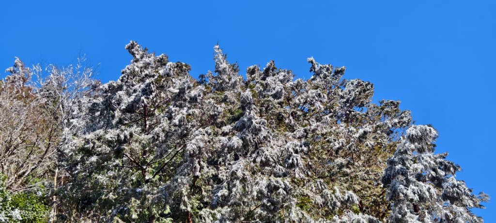 我的2025 第二場雪 #觀雲步道 #雲海 #望洋山 #黃喉貂 #山羌？#水鹿？2/4_2706629