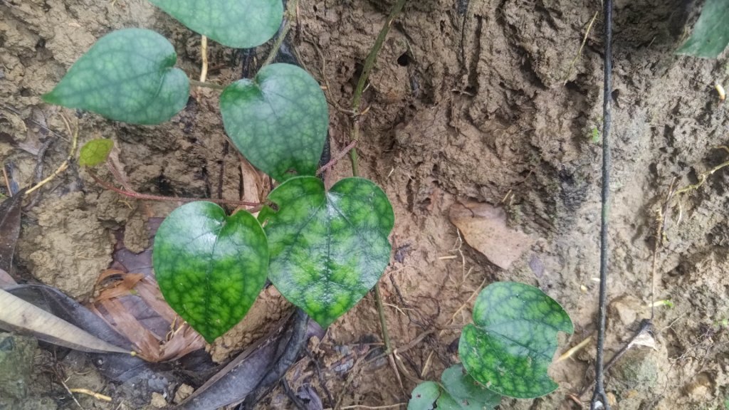 蘭潭後山步道紅毛埤山_2599656