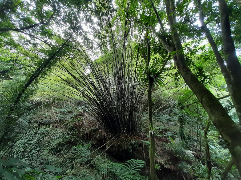 【跟著寶寶漫步參山】獅頭山五連走_1135992