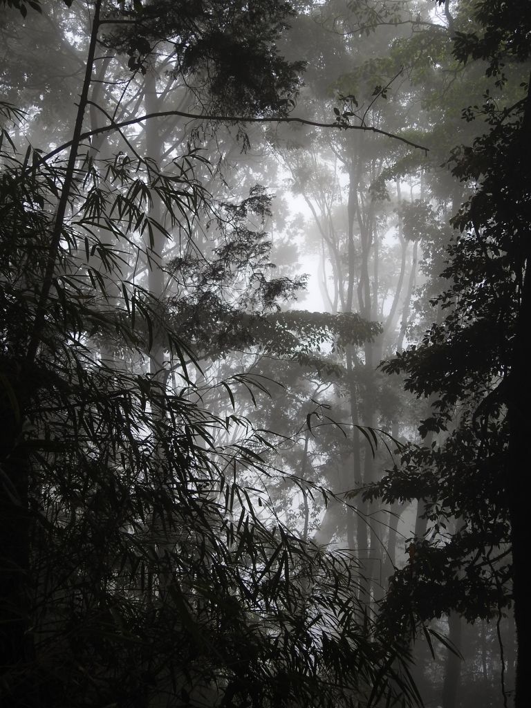 20180520 再訪八仙主峰_335598