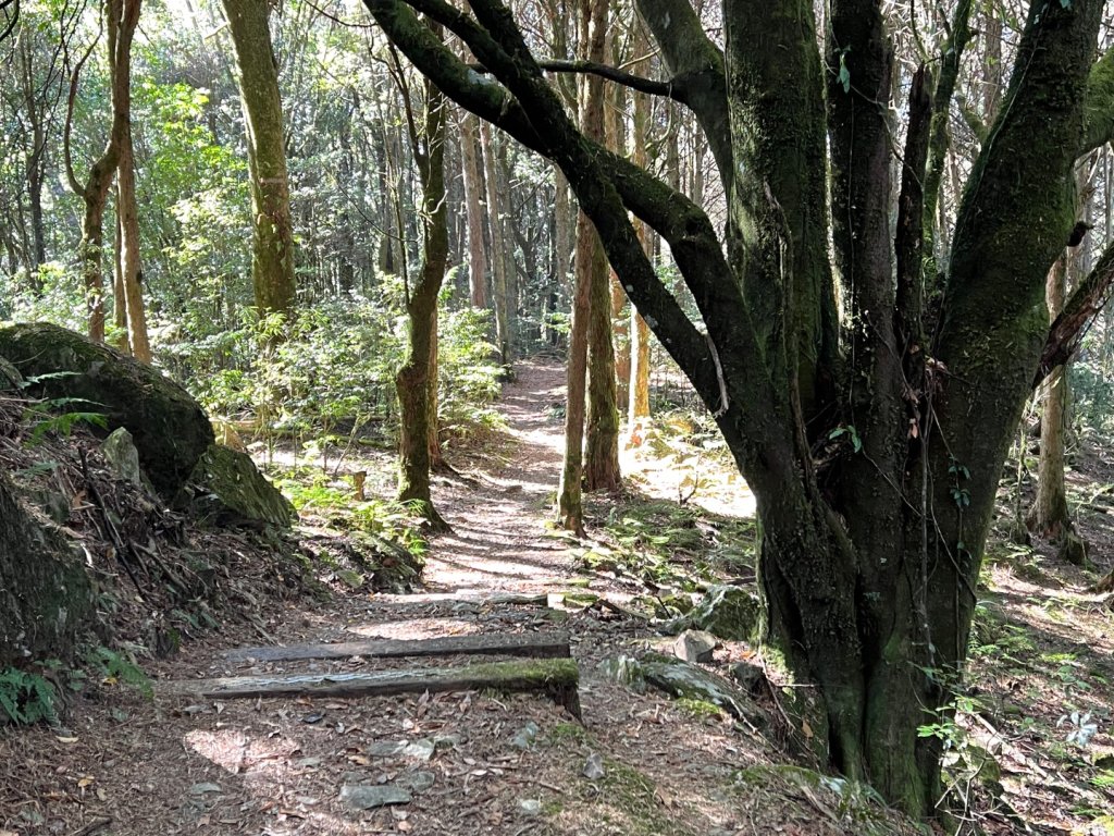船型山環走大雪山210林道_2978028