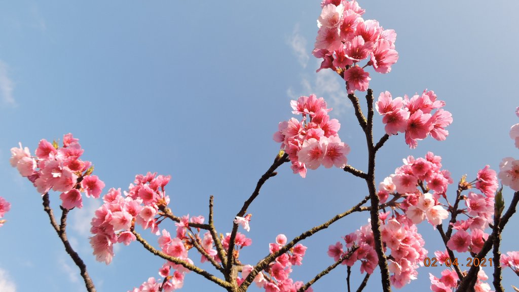 花花世界_1258588