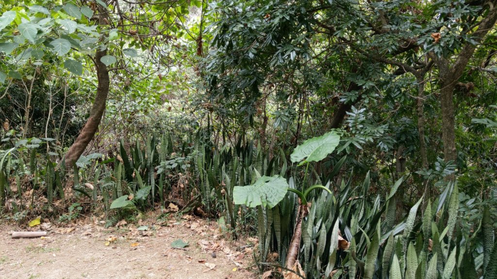 大坑9號9-1步道封面圖