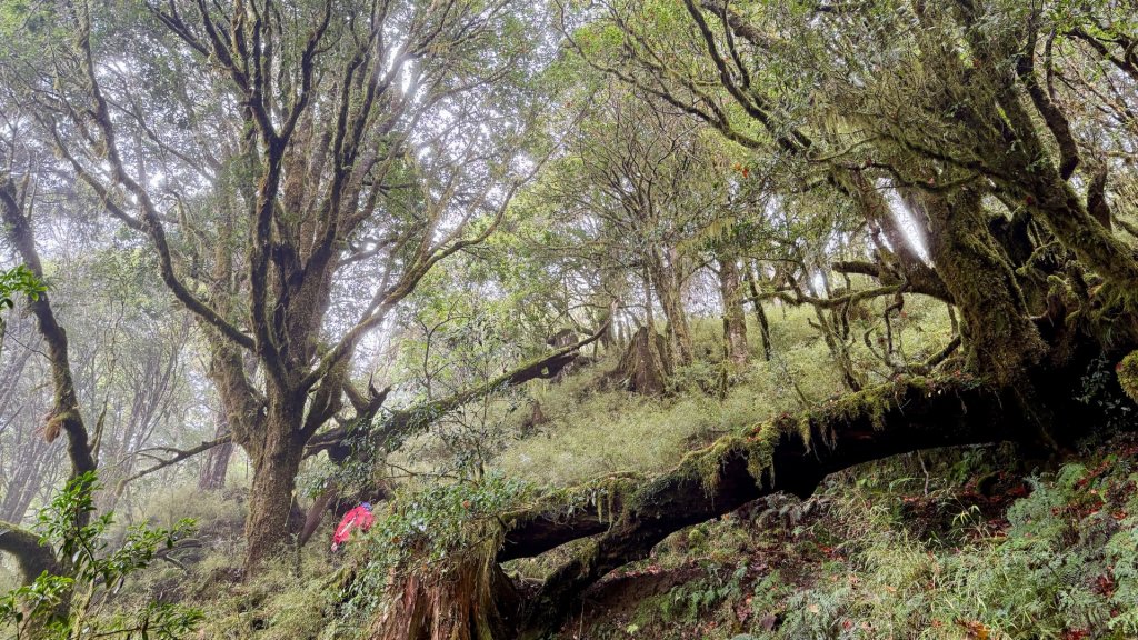 穿羅紗的「加羅湖」_2943925