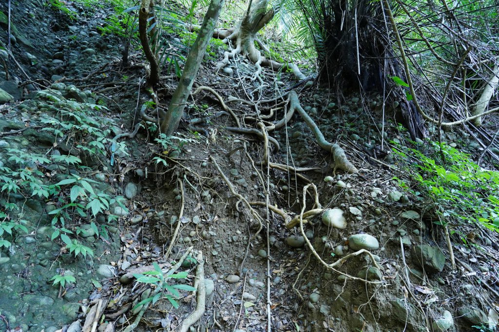 臺中 霧峰 奧山、砲台山_2715356