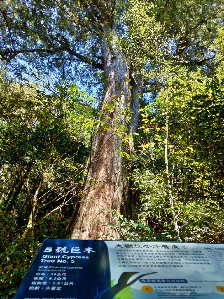 檜山巨木群步道_1662924