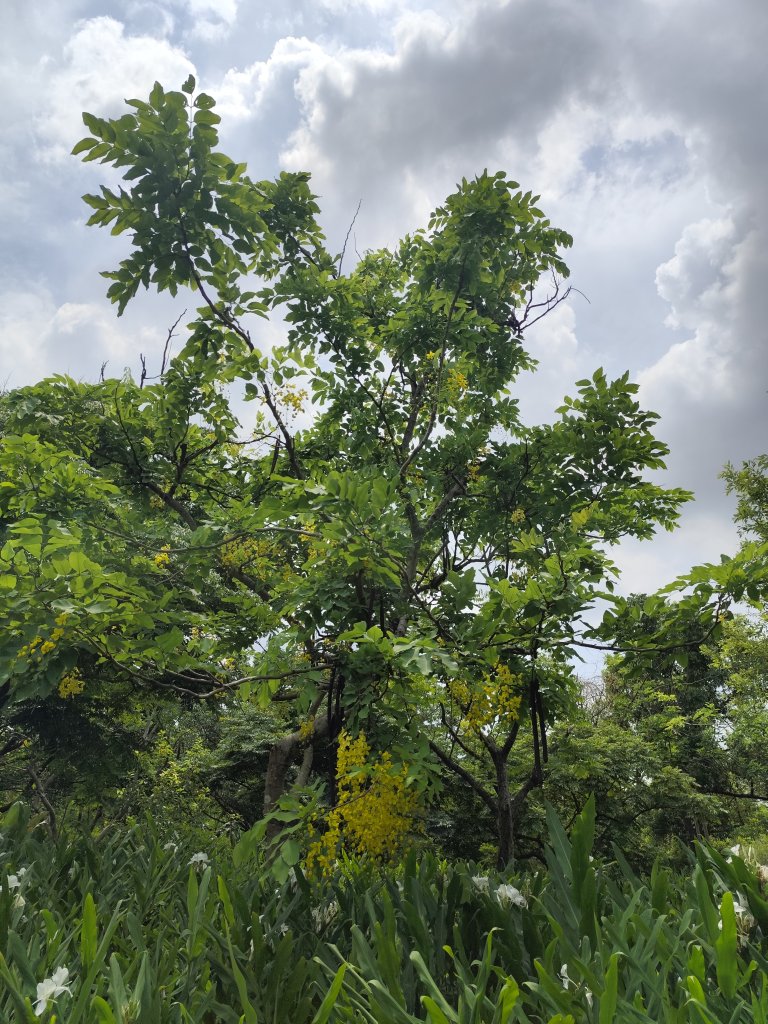 大安森林公園、大港墘公園【走路趣尋寶】【臺北健走趣】_2548538