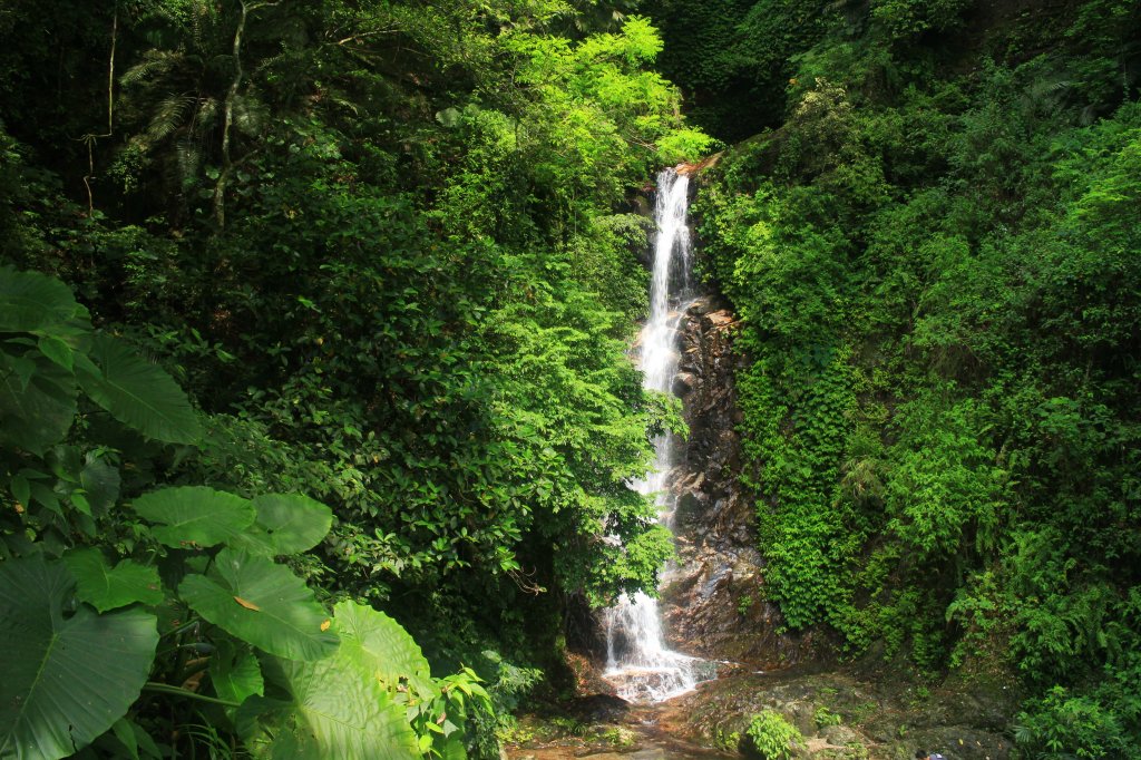 花蓮．佐倉 撒固兒步道2023/04/29_2164671
