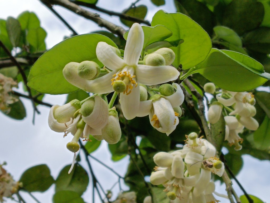 雙溪區三叉港+遠景古道+楊廷理古道+雞母嶺街O型_2758625