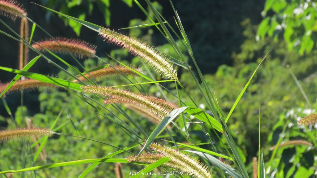 《台中》落雨松季｜石岡挑物古道O繞下情人木橋20250112_2687657