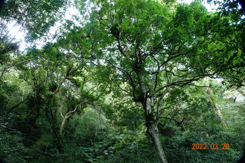 桃園 復興 那結山(那是山)_1649196