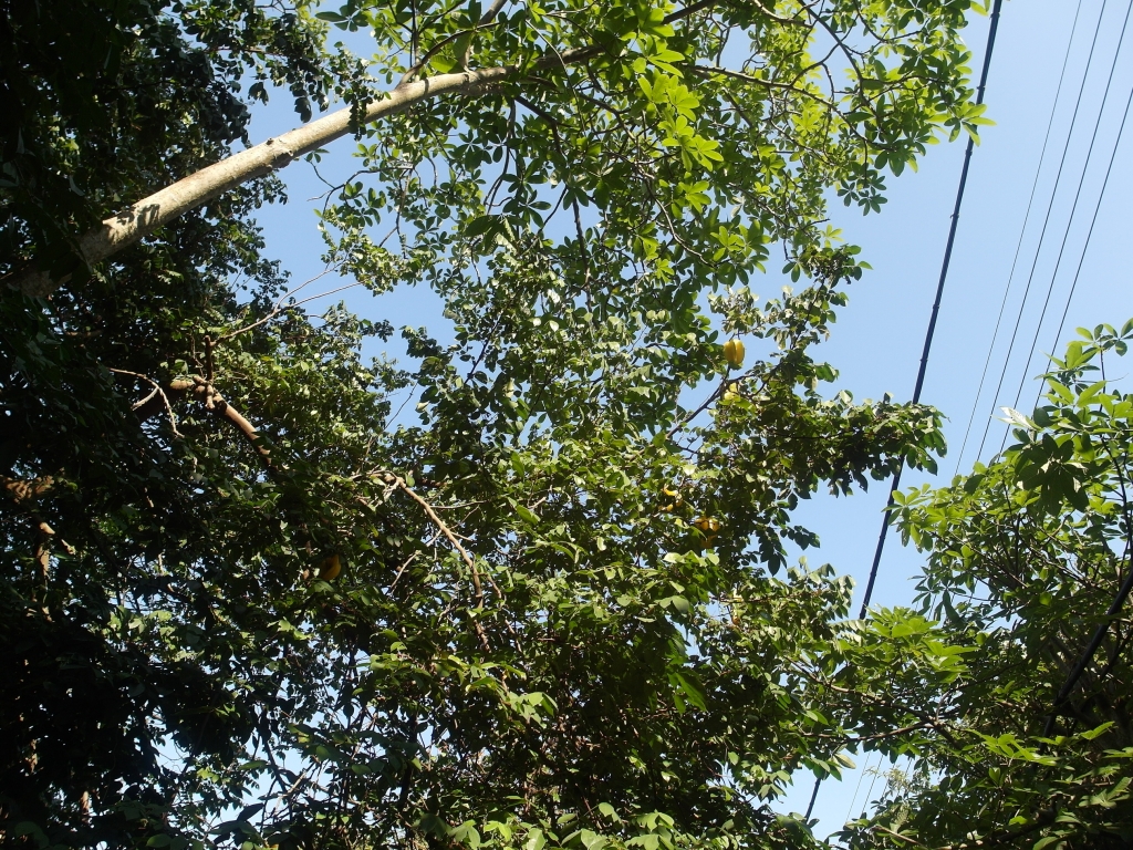 彰化桃源里步道~坑仔內山~八卦禪寺_92293