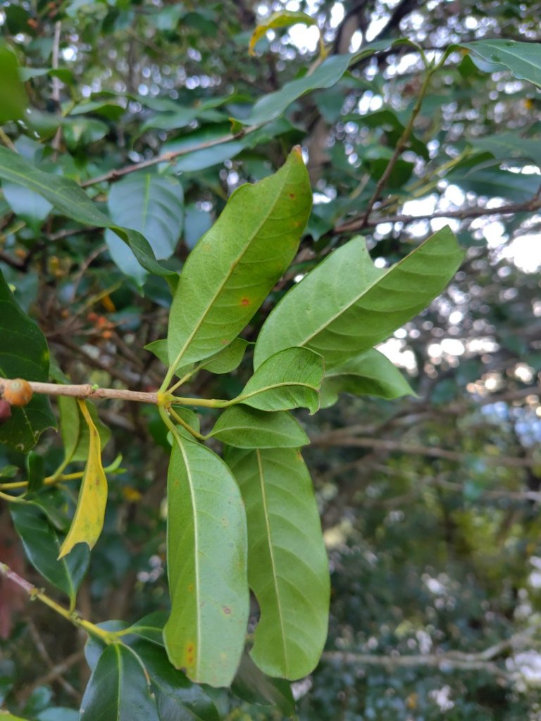 唐麻丹山 蝴蝶谷_2918783