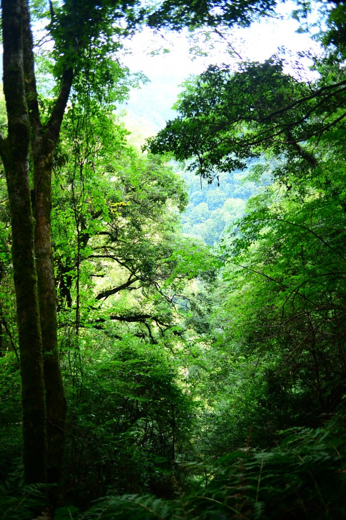 蔥鬱的巨木山林~~享受芬多精_1093911