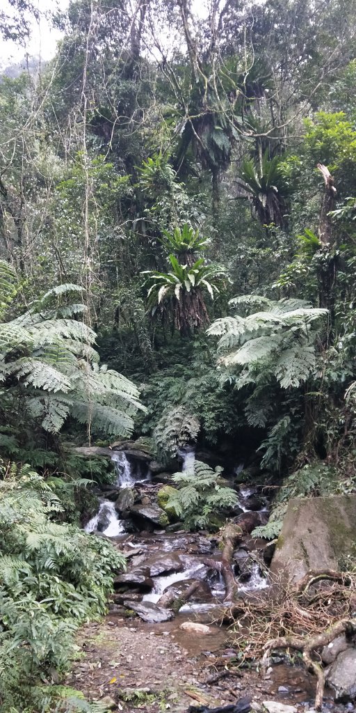 父子倆包山，內洞林道上大保克山群峰追雪_1233023
