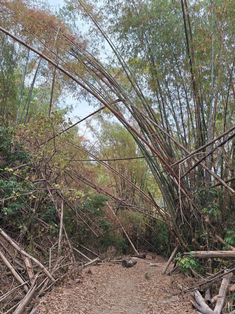 烏山嶺水利古道+鳥子嶺O型_2967489
