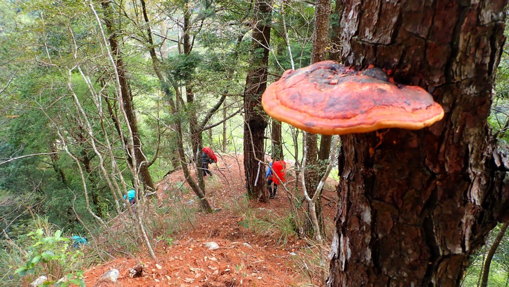 台灣最高如神般存在的大安溪倚天劍巨木探訪_2747942